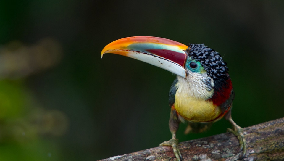 Macacos-aranha do Brasil vivem na Amazônia e correm risco de extinção, Terra da Gente