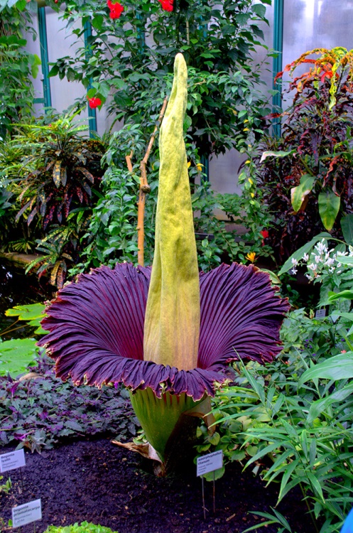 A maior flor do mundo está em Inhotim