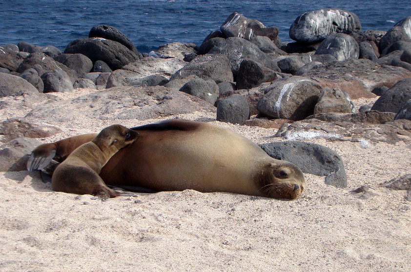 Leão-marinho-de-Galápagos