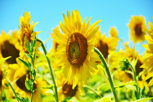 Provence, Holanda e seus campos floridos