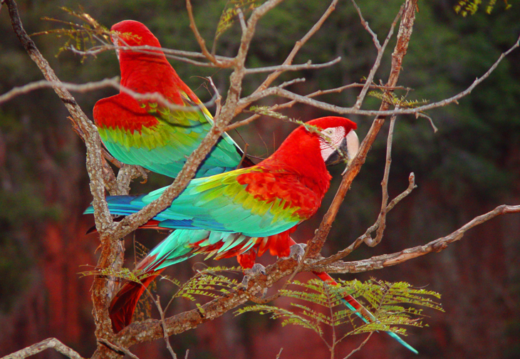 asul-brasil-pantanalbonito-bonito-730-504-5