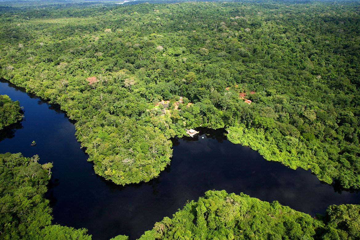 Macaco-aranha-de-cara-branca, que vive no Parque Cristalino, em MT