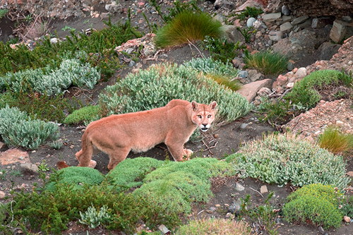 tierra-patagonia-pia-vergara-fotografia (14)