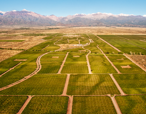 argentina-mendoza-thevines-500-5