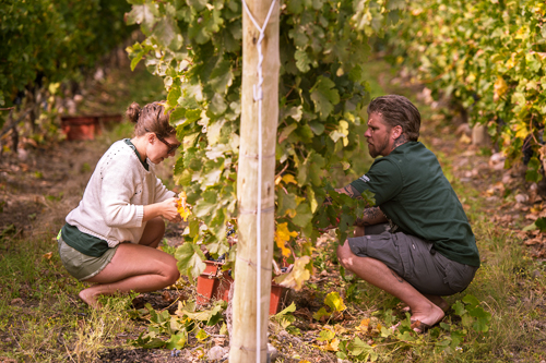 argentina-mendoza-thevines-500-6