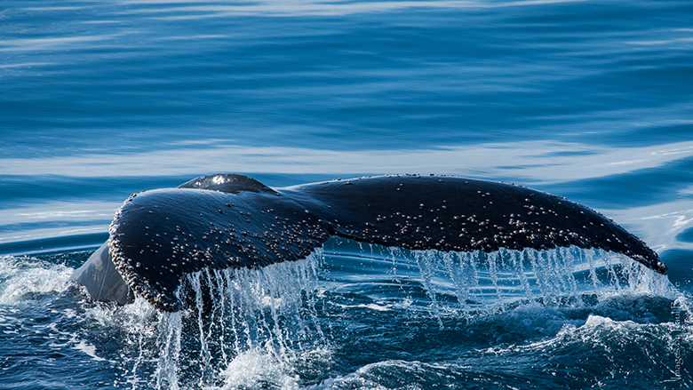 baleia costa rica