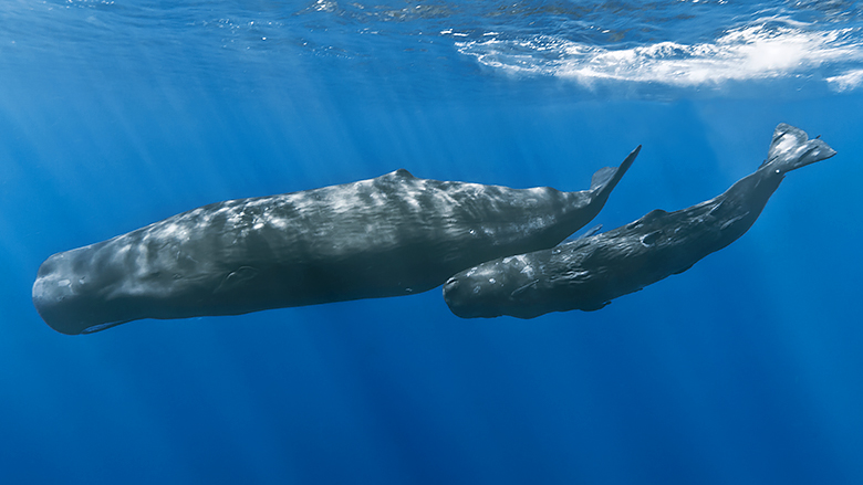 Baleias-costa-rica