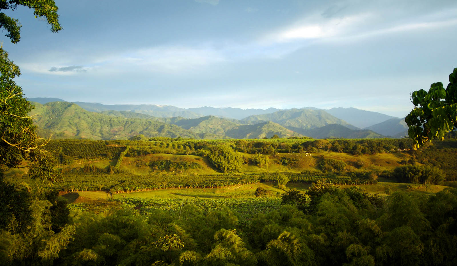 zona cafeeira colombia