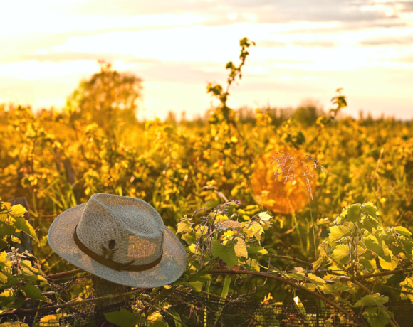 BLOG - Top 5 vinícolas mais incríveis para visitar na América do Sul