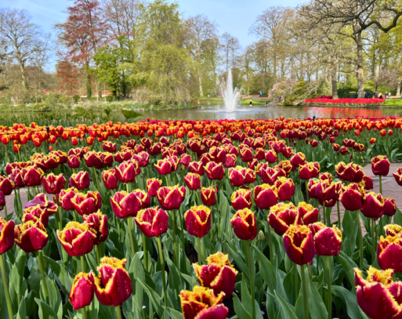 Tulipas Holanda