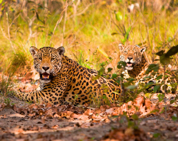 onca-pintada