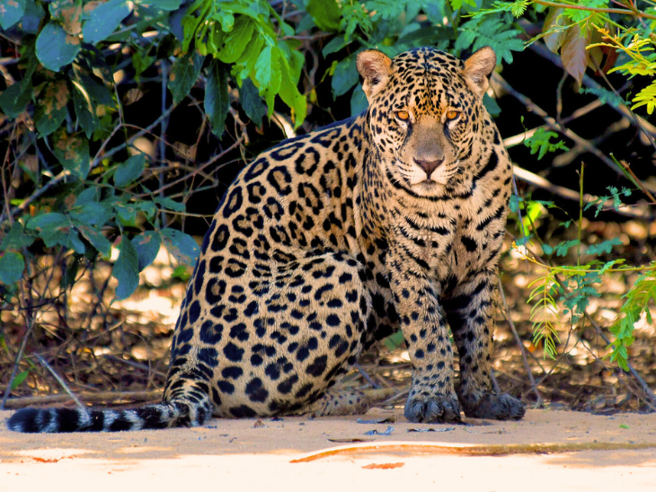 onça pantanal