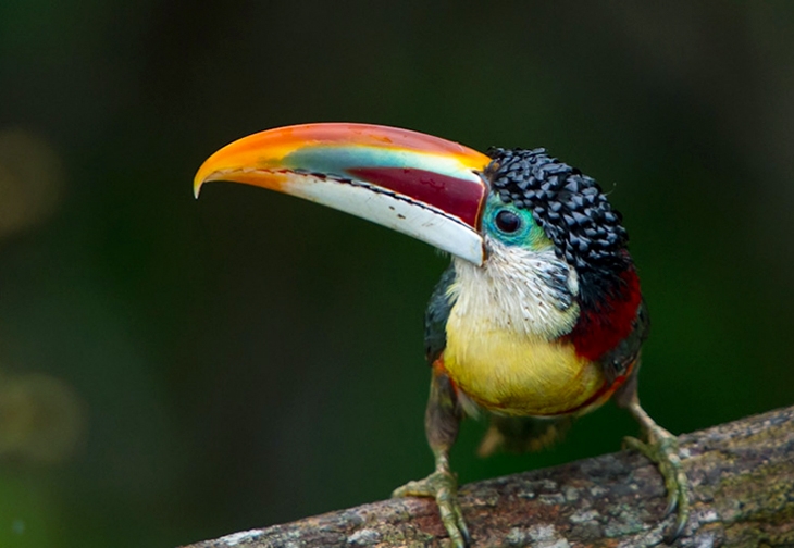 Amazônia
