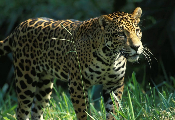 Pantanal